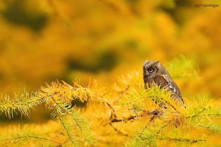 Scops owl