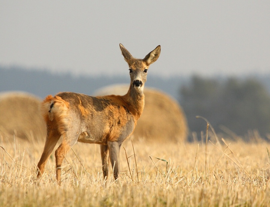 roebuck, roe deer 