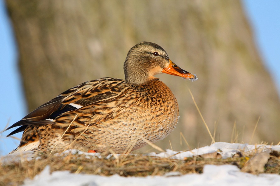 mallard