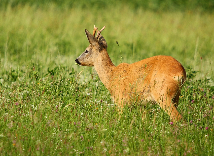 roebuck, roe deer