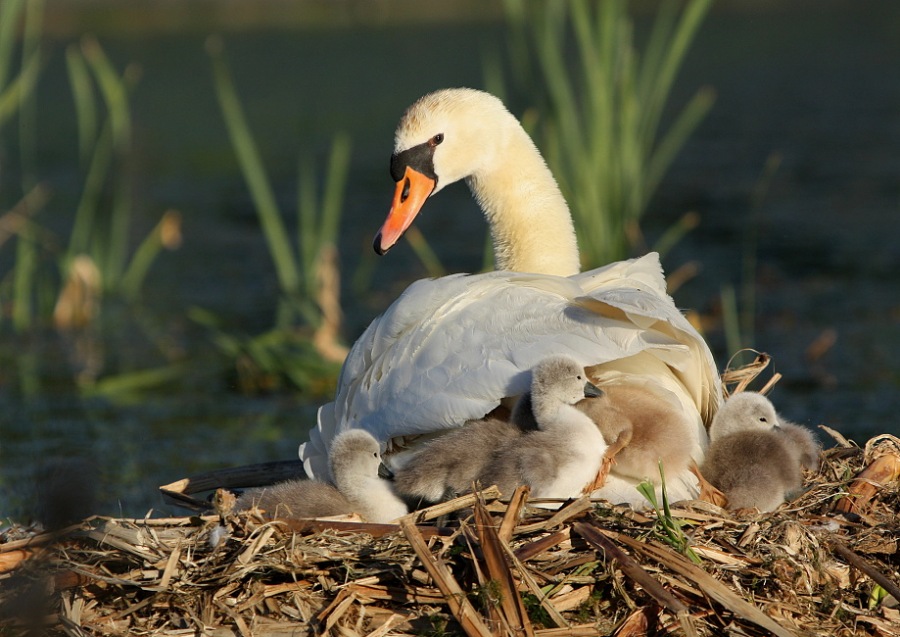 Swan family