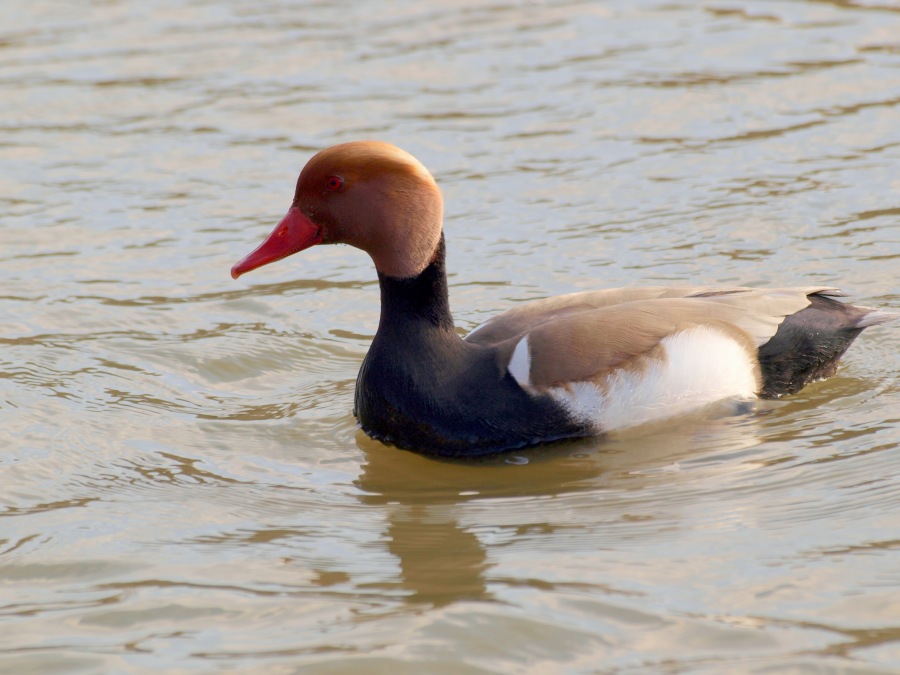 Red-crested Pochard