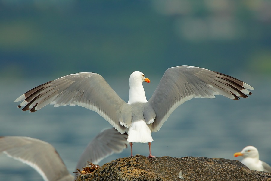 Herring Gull