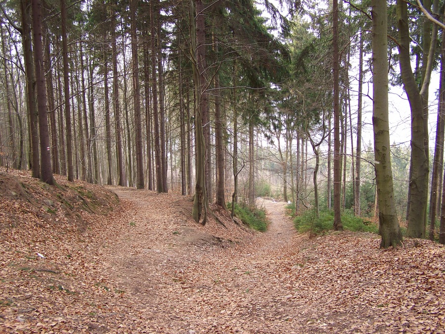 Path in the woods