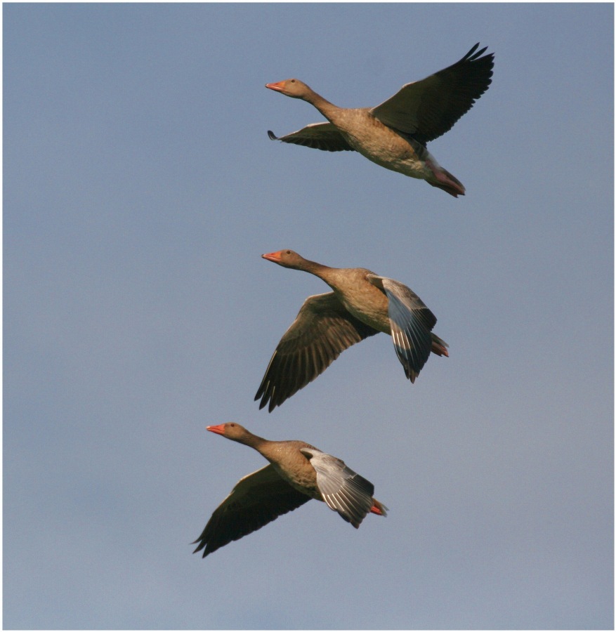 goose wild game