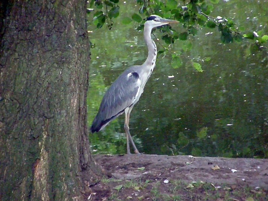 heron gray