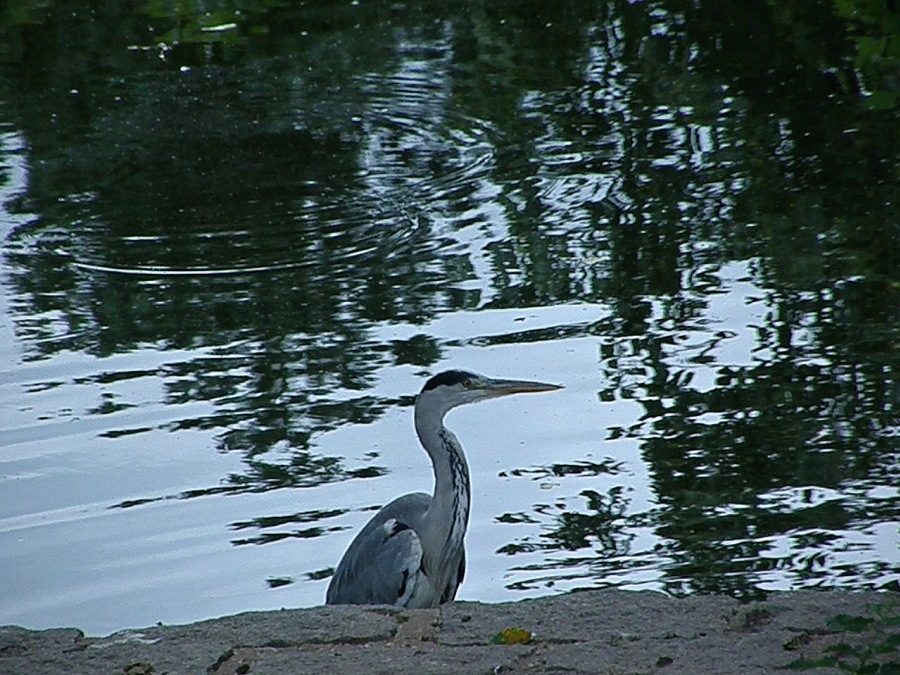 heron gray