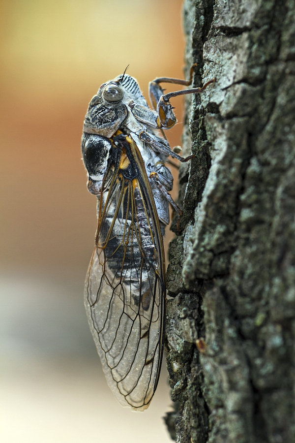 Cicada Lyristes plebejus