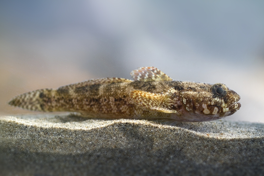 Rock Goby