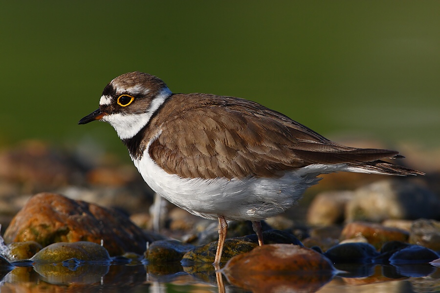 Little Ringed Plover