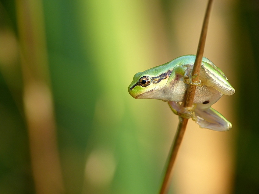 European tree frog 