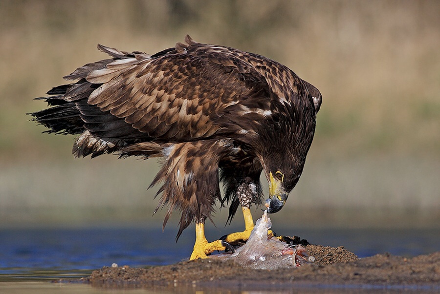 White-tailed Eagle