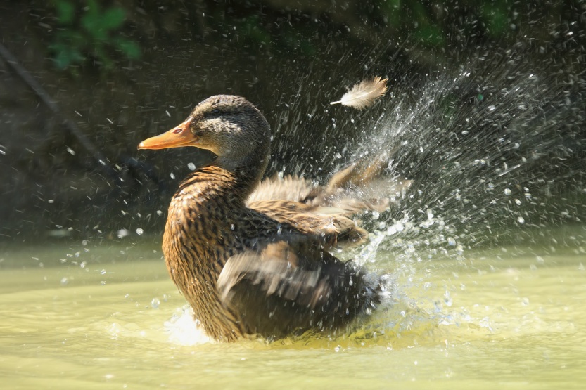 Mallard