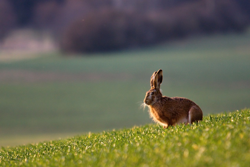 Brown hare