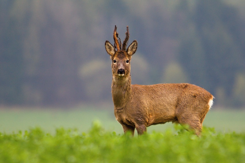 Roe deer