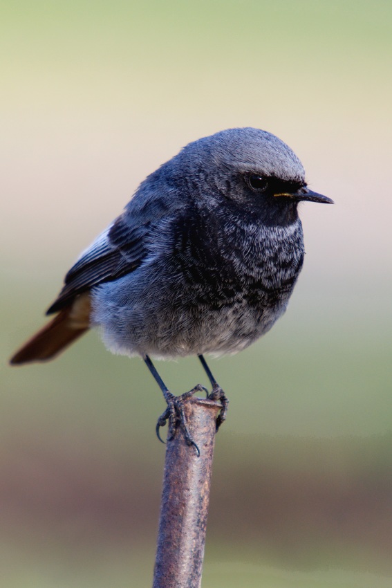 Black Redstar