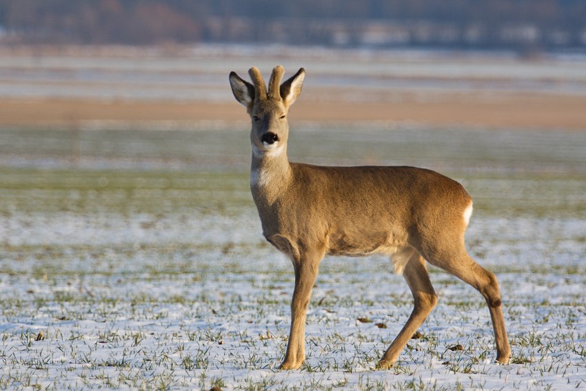 Roe Deer