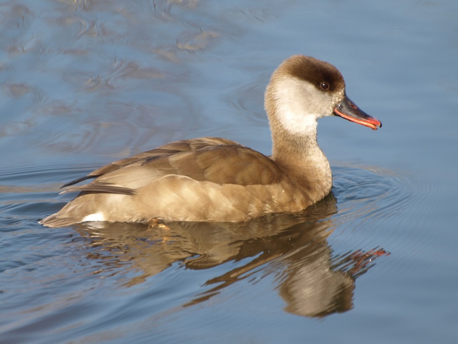 Red-crested Pochard