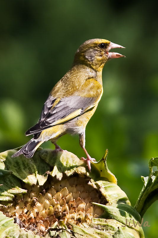 Greenfinch