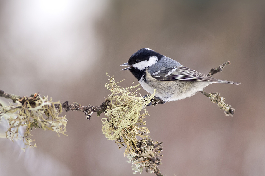 Coal Tit