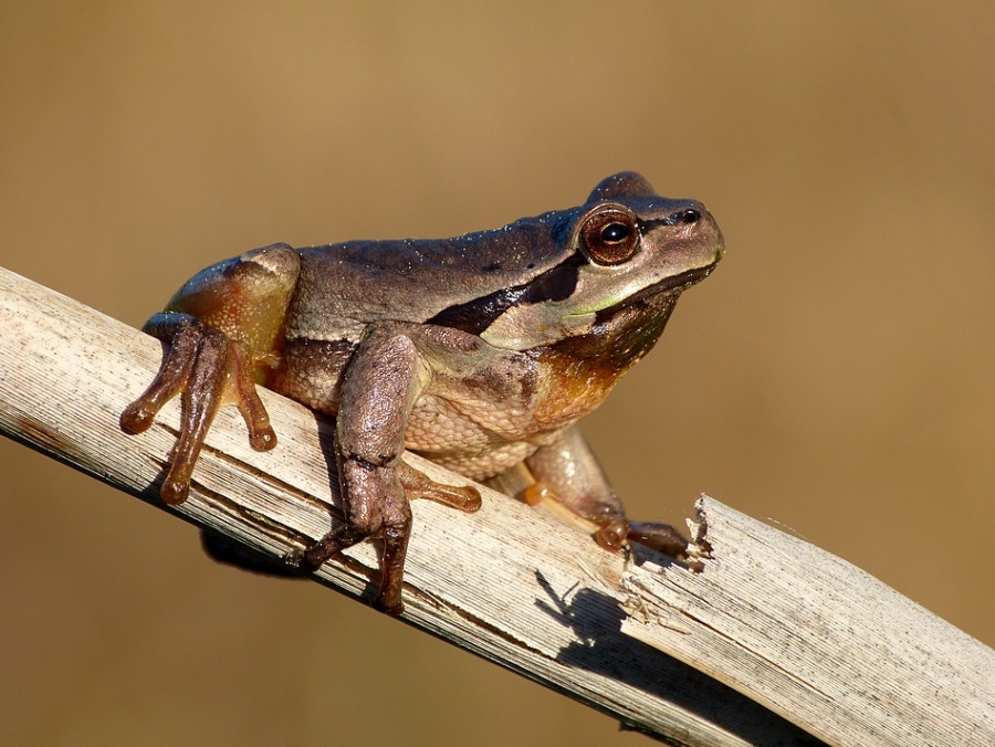 European tree frog 