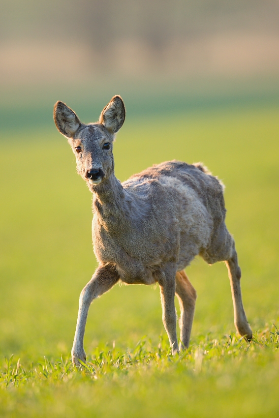 Roe deer