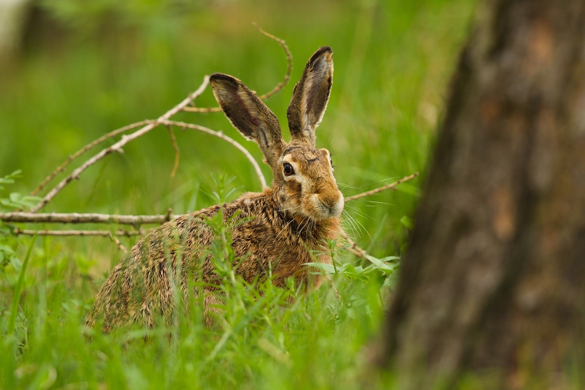 Brown Hare  