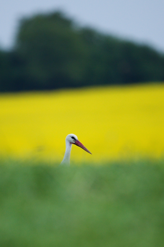 White stork