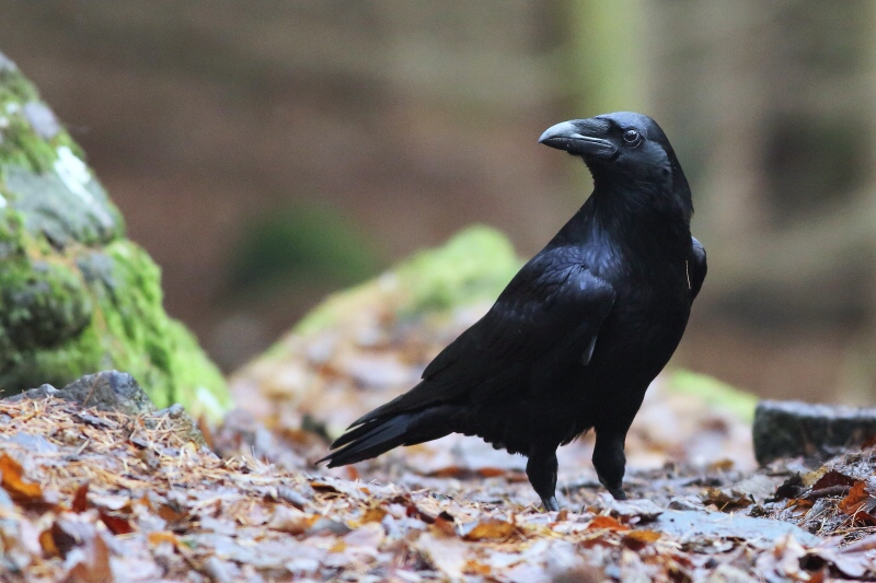 Common Raven