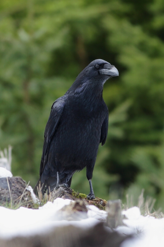 Common Raven