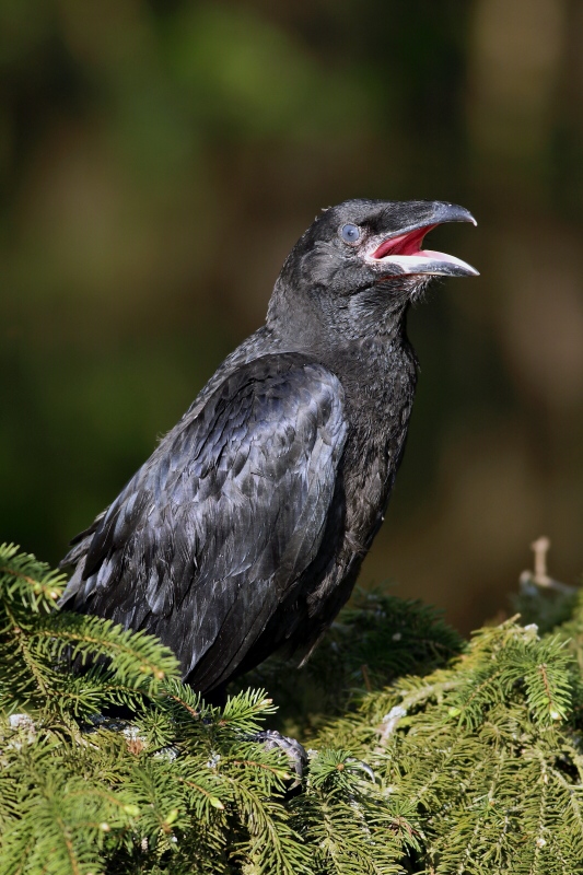 Common Raven