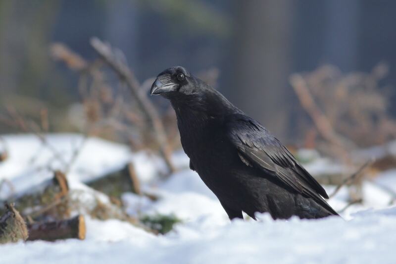 Common Raven