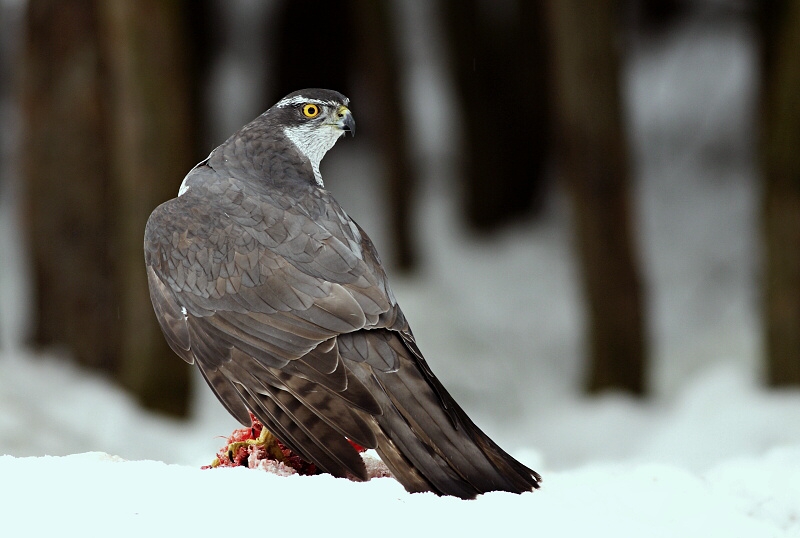 Goshawk