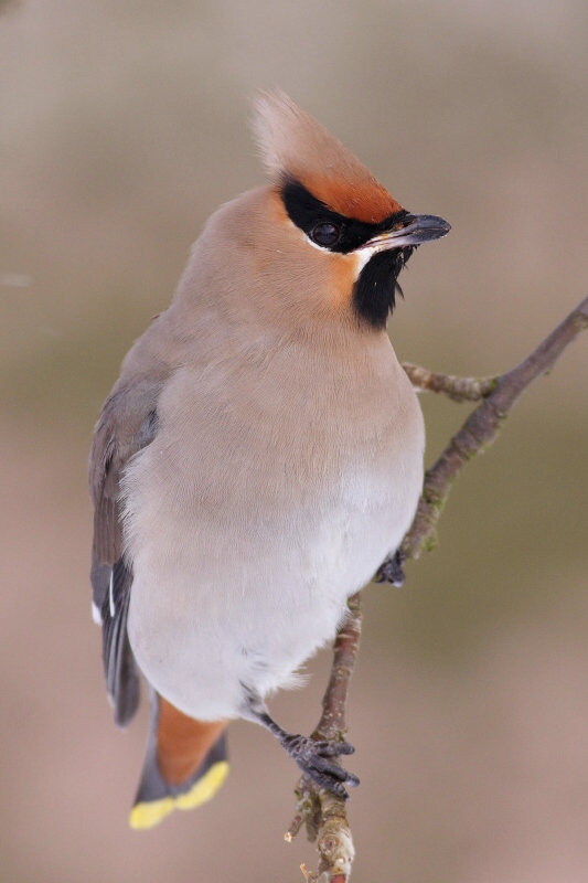 Bohemian waxwing