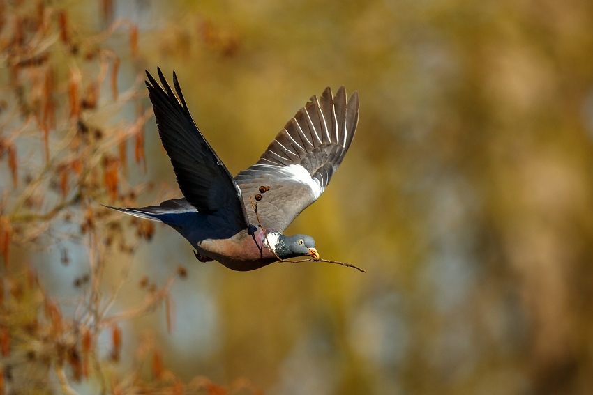 Wood Pigeon