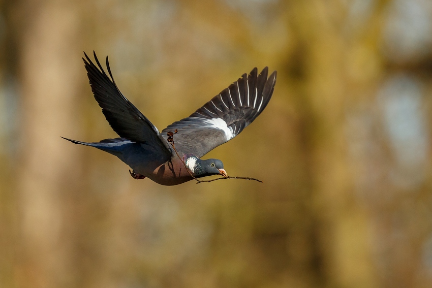 Wood Pigeon