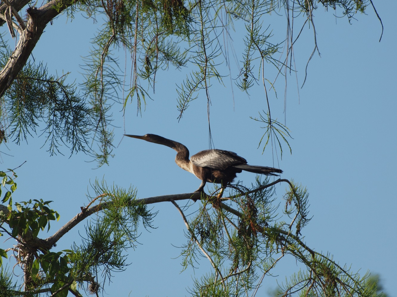 Anhinga