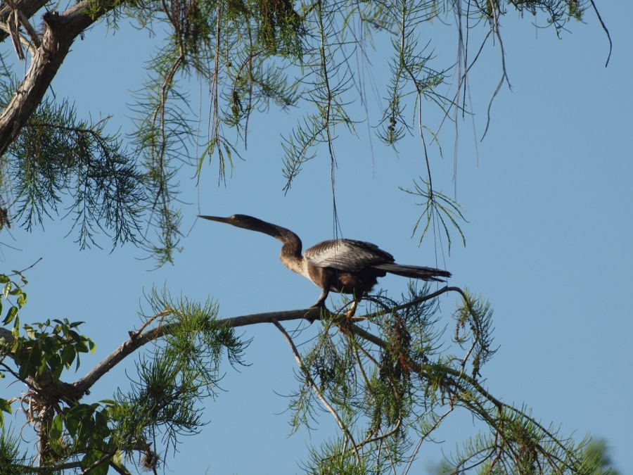 Anhinga