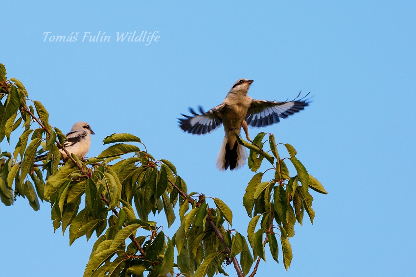 Northern shrike