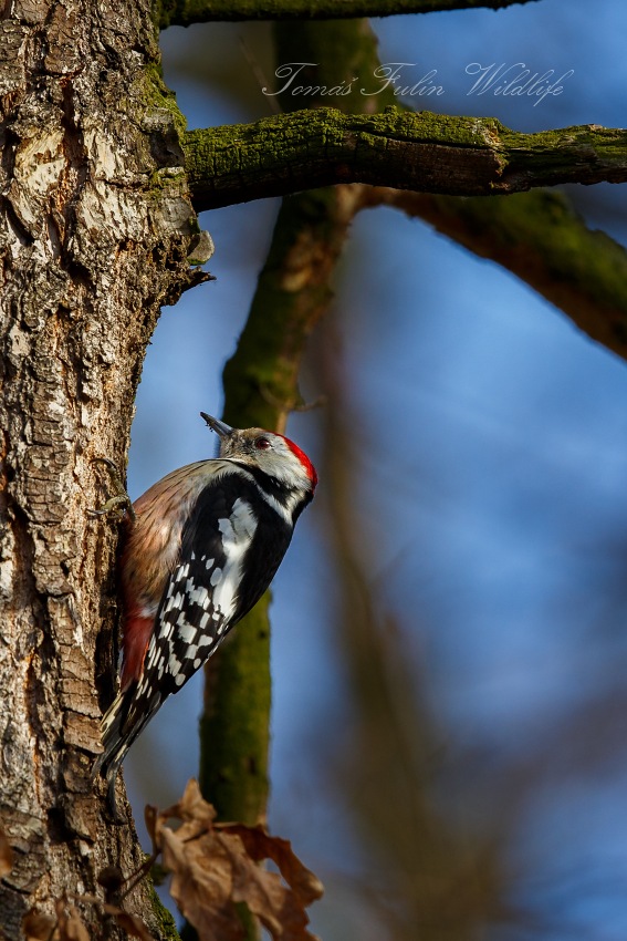 Middle Spotted Woodpecker