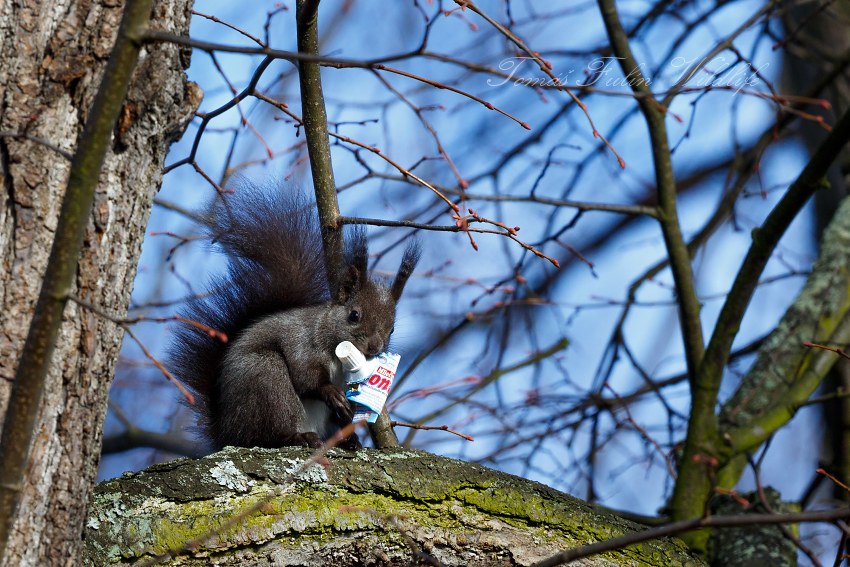 Eurasian Red Squirrel