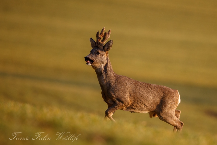 Roe deer