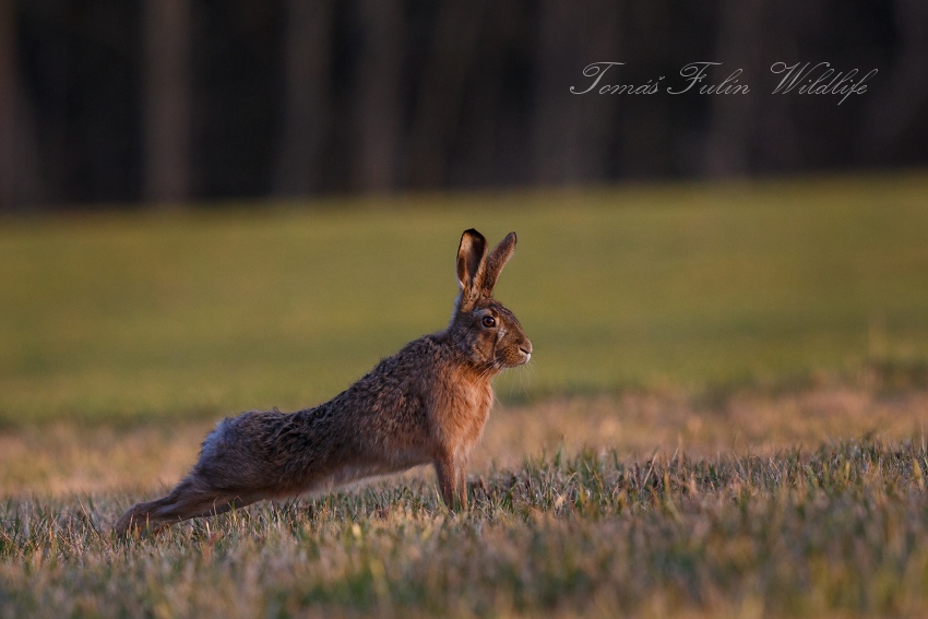 Brown Hare 