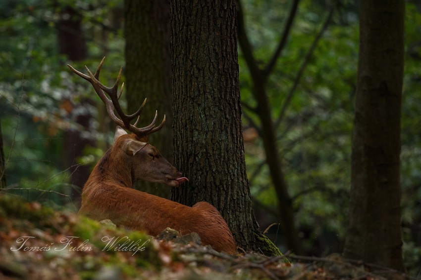 Red Deer