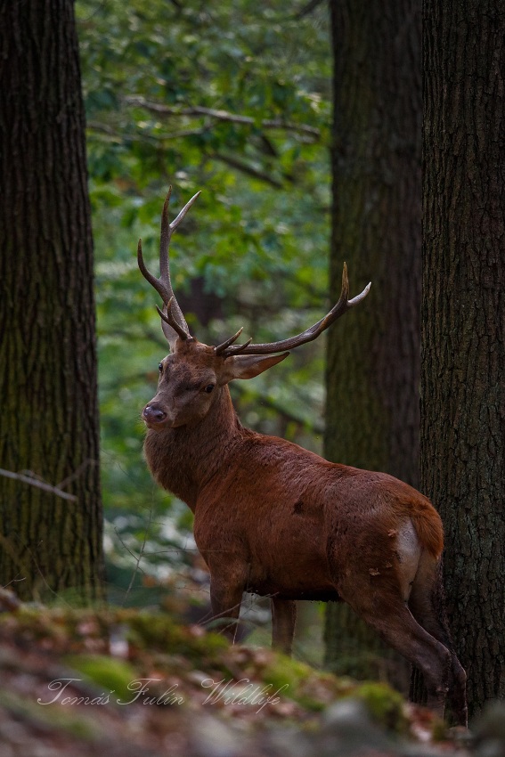 Red Deer