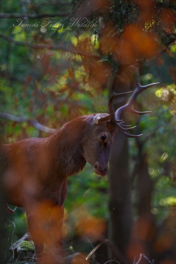 Red Deer