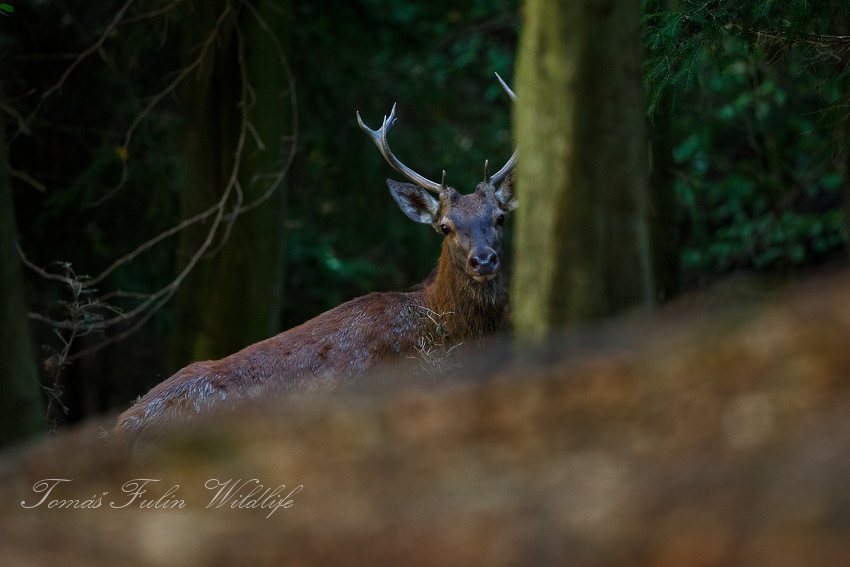 Red Deer