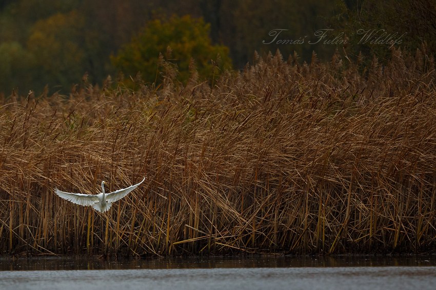 Great White Egret