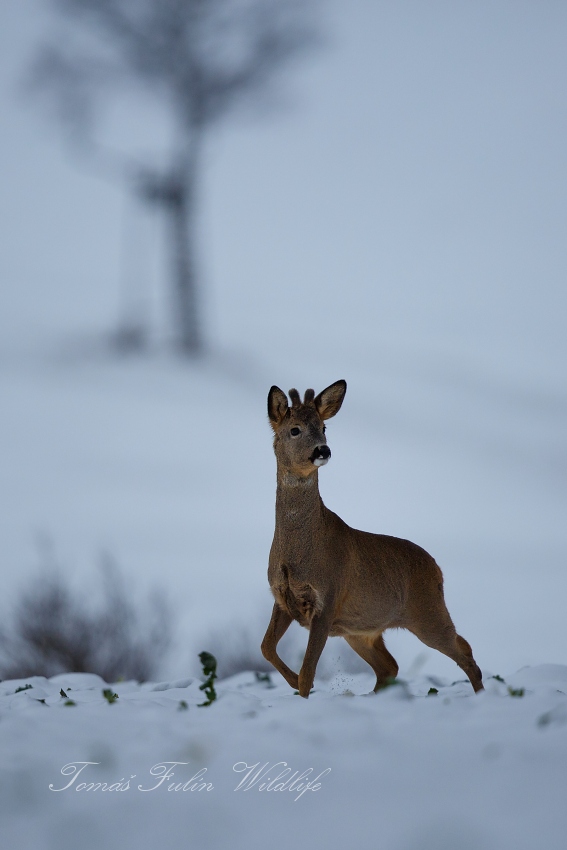 Roe deer