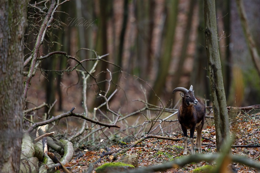 European Mouflon